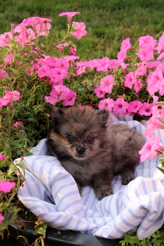 puppy, for, sale, Pomeranian, Matthew B. Stoltzfus, dog, breeder, Gap, PA, dog-breeder, puppy-for-sale, forsale, nearby, find, puppyfind, locator, puppylocator, aca